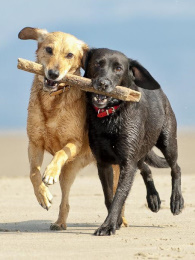 Larkhill Vets Small Animals